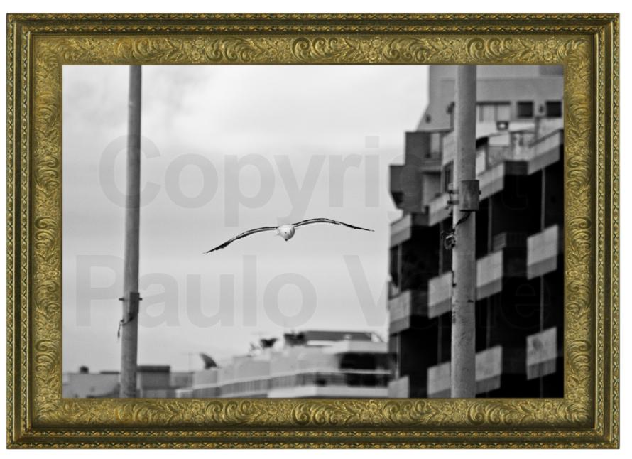Pássaro entre postes _ foto Paulo Valle _ 01