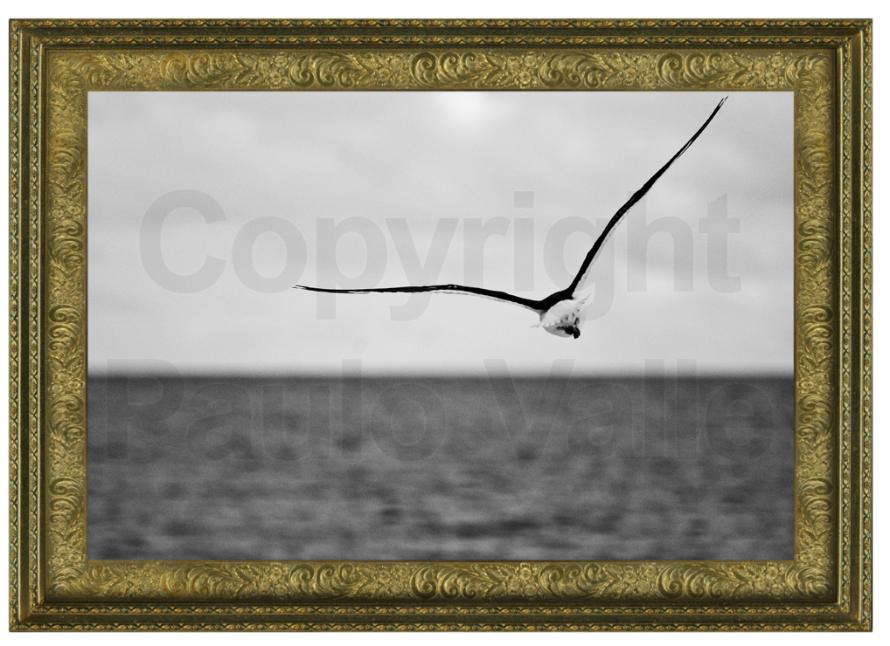 Pássaro sobre mar _ foto Paulo Valle _ 01