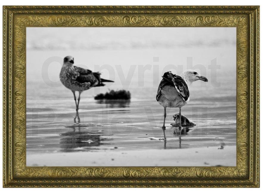 Pássaros e espelho d'água _ foto Paulo Valle _ 01
