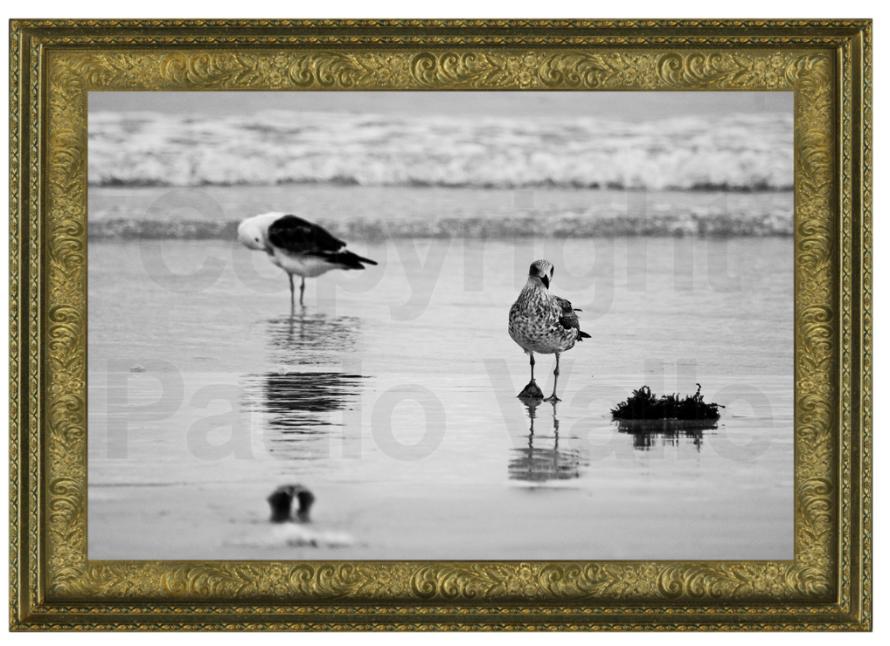 Pássaros e espelho d'água _ foto Paulo Valle _ 02