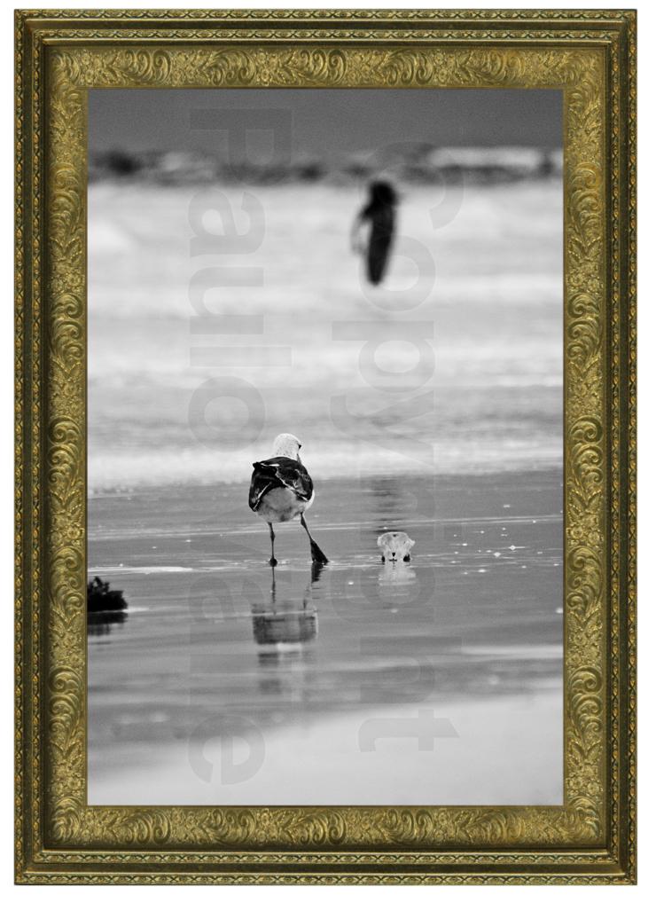 Pássaros e espelho d'água _ foto Paulo Valle _ 03
