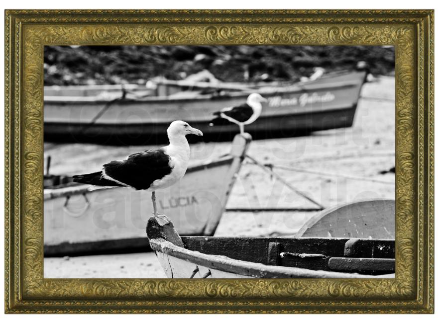 Pássaros no barco _ foto Paulo Valle _ 01